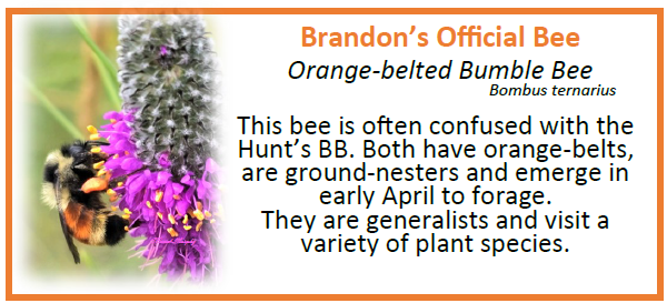 Brandons Bee