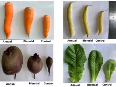 Growth results from year five of the Manitoba-based field study using municipal compost and different application frequencies (annual, biennial, none (control)).