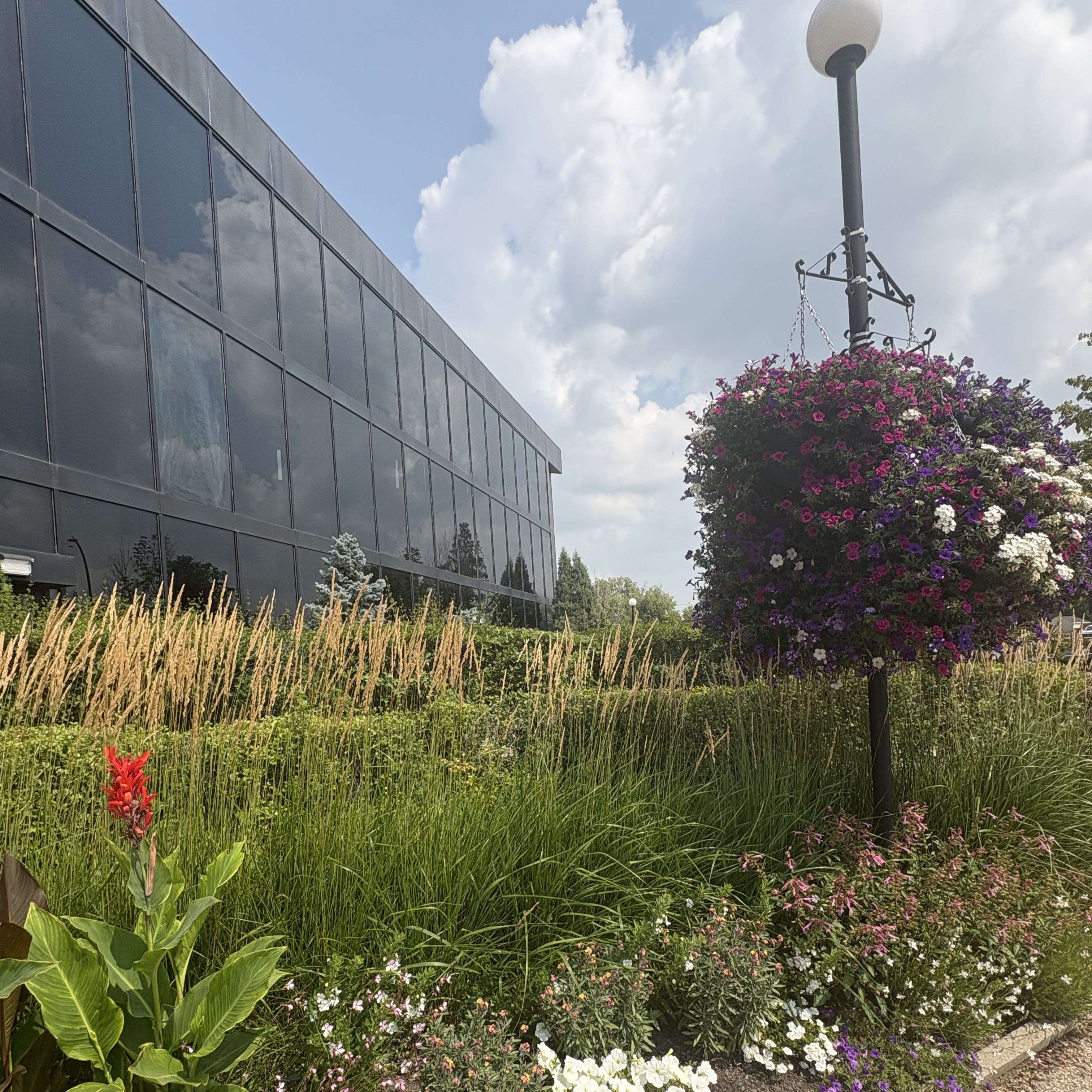 Photo of flowers outside of Brandon City Hall